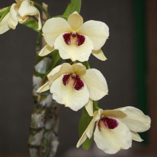 Dendrobium albosanguineum 1 Plant orchid , Dendrobium - PotPlantPetal Co.