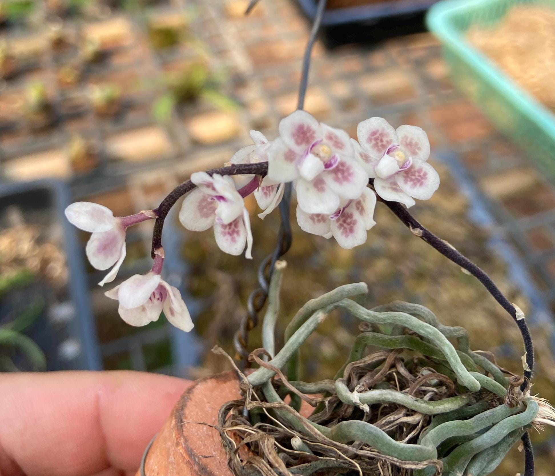 Chiloschista shanica
