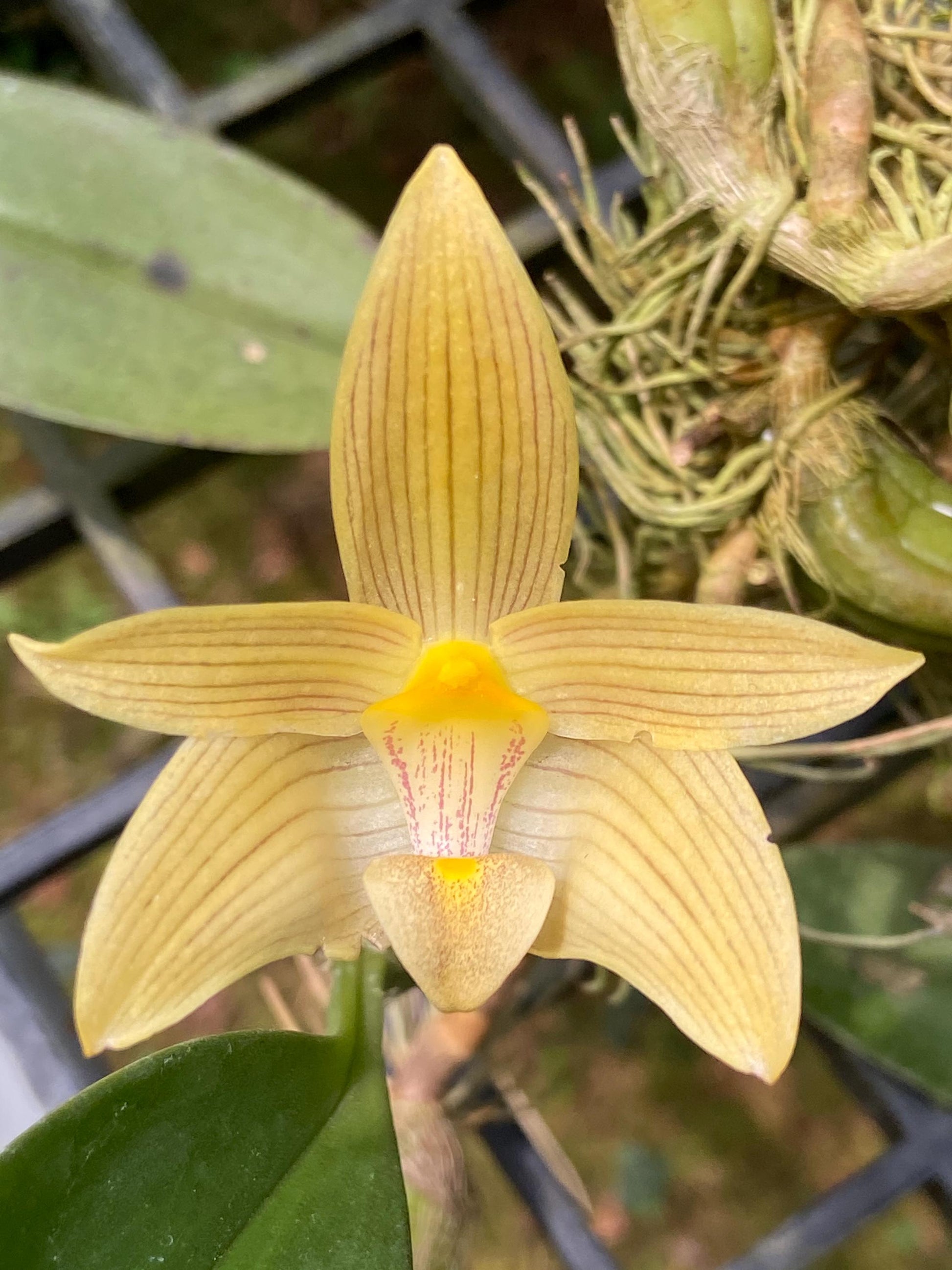 Bulbophyllum siamense - PotPlantPetal Co.