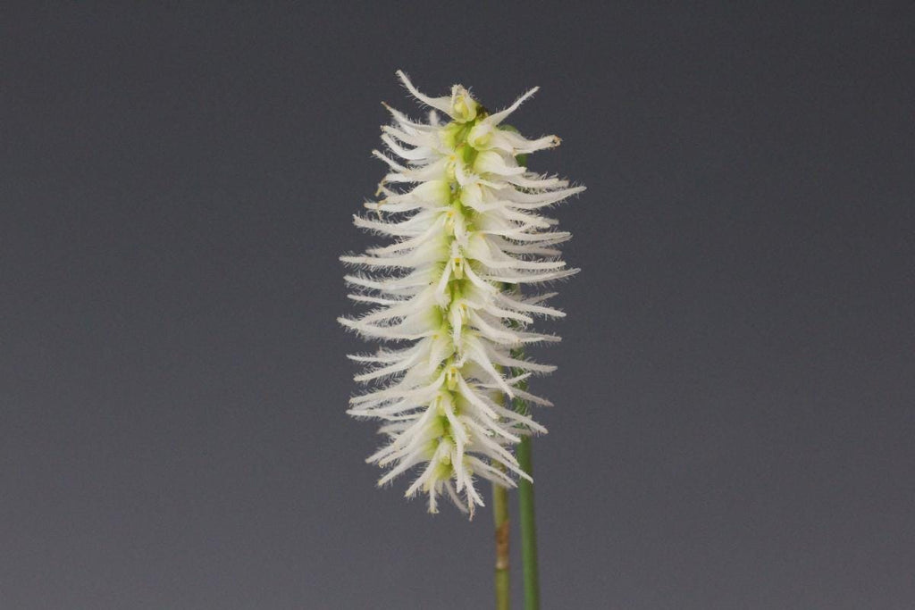 Bulbophyllum Comosum Orchid: Rare Exotic Orchid Plant