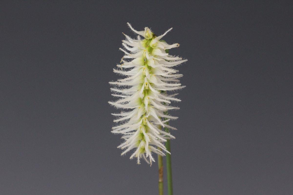 Bulbophyllum Comosum Orchid: Rare Exotic Orchid Plant