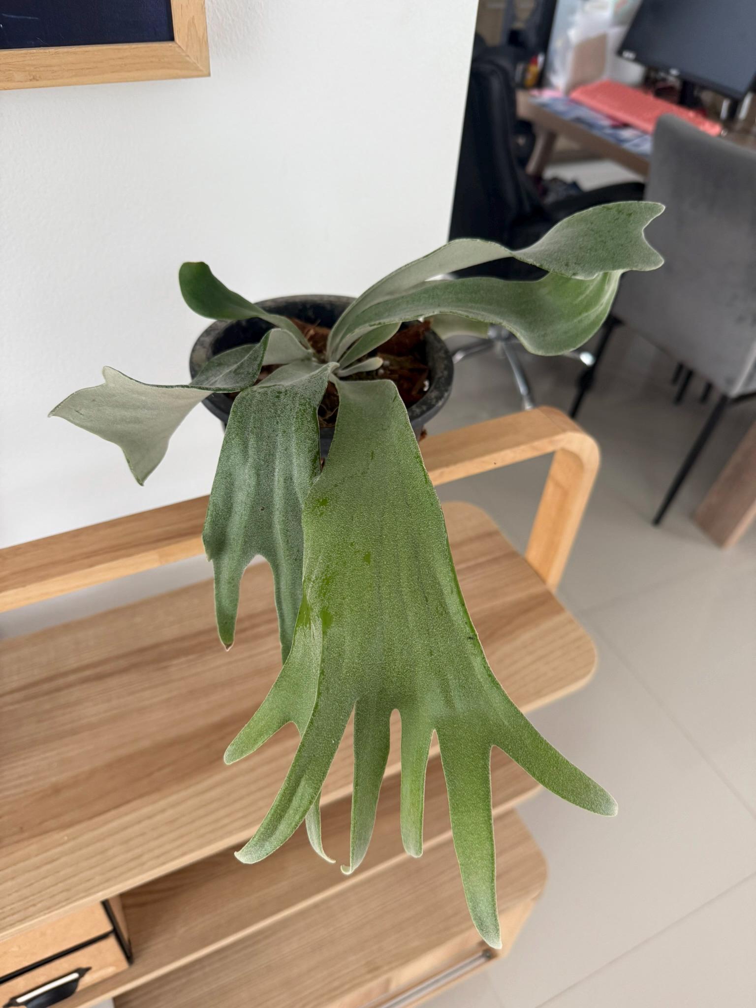 Platycerium Willinckii Celso tatsuta  Plant Staghorn Fern collection 1 plant