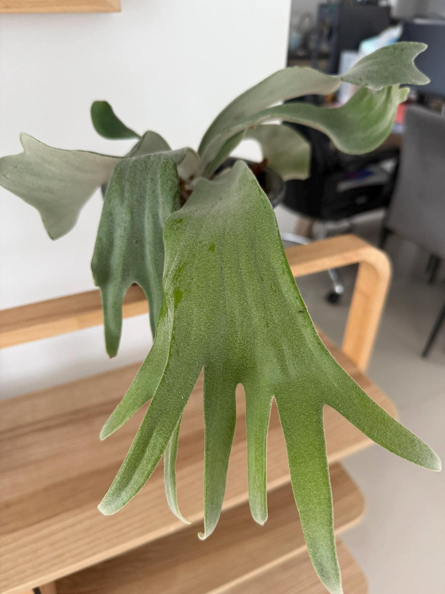 Platycerium Willinckii Celso tatsuta  Plant Staghorn Fern collection 1 plant