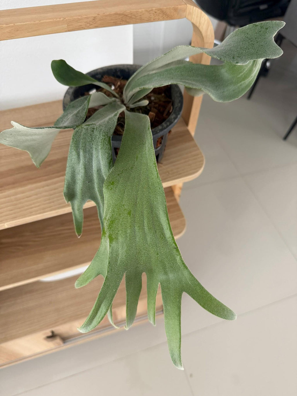Platycerium Willinckii Celso tatsuta Plant Staghorn Fern collection 1 plant - PotPlantPetal Co.