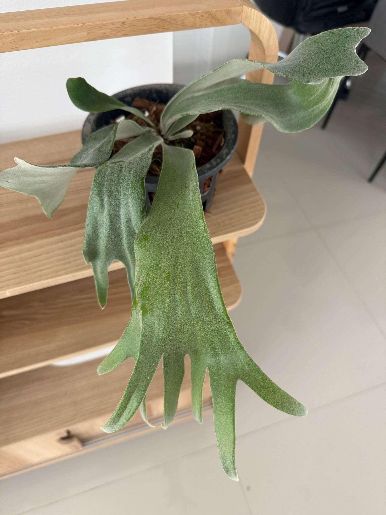 Platycerium Willinckii Celso tatsuta  Plant Staghorn Fern collection 1 plant