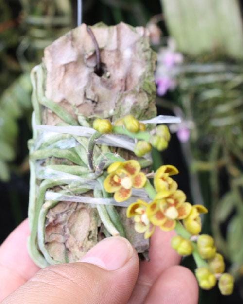 Orchid Chiloschista extinctoriformis 1 plant orchid collection for home garden ,collector