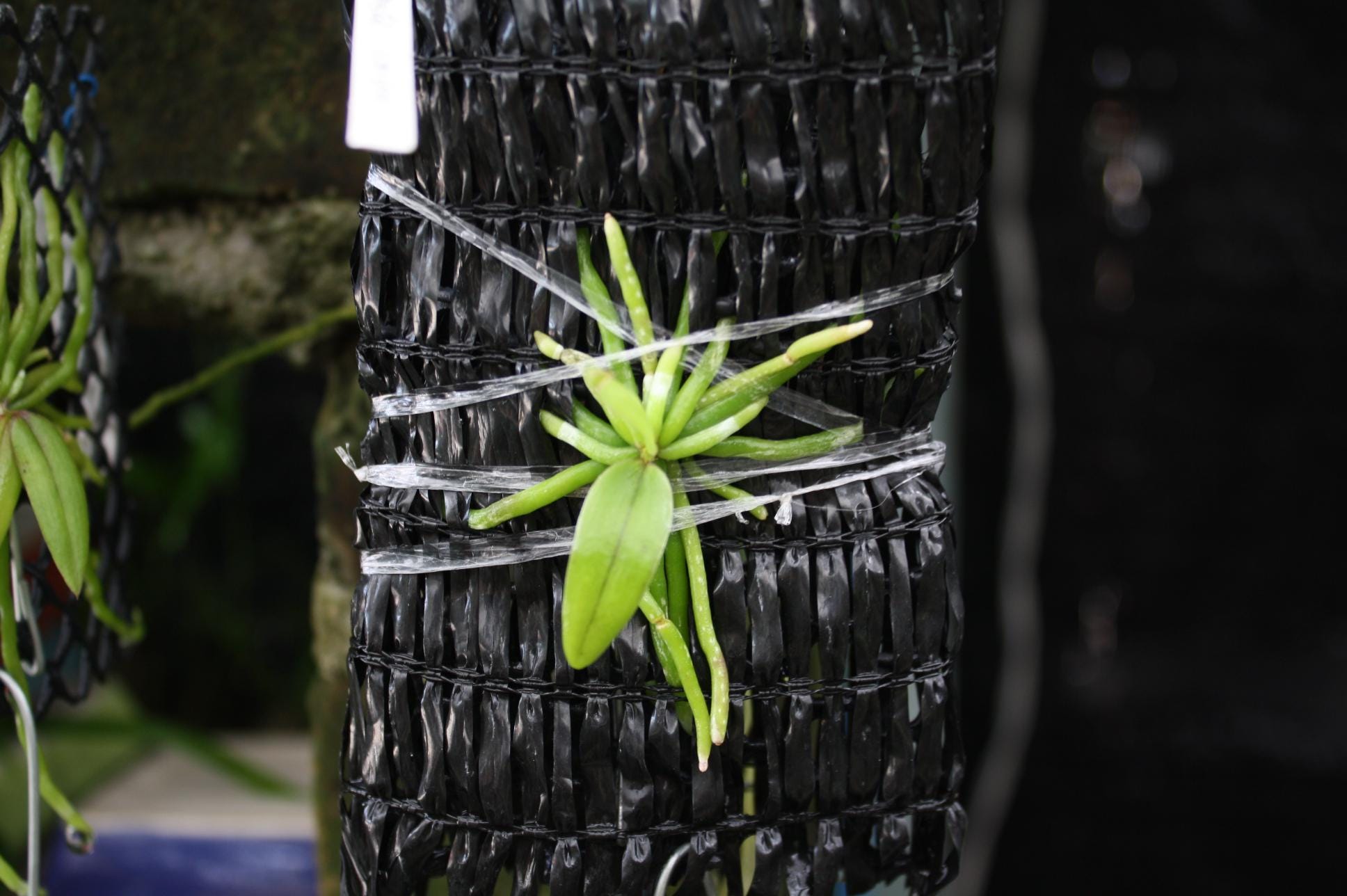 Orchid Chiloschista extinctoriformis 1 plant orchid collection for home garden ,collector