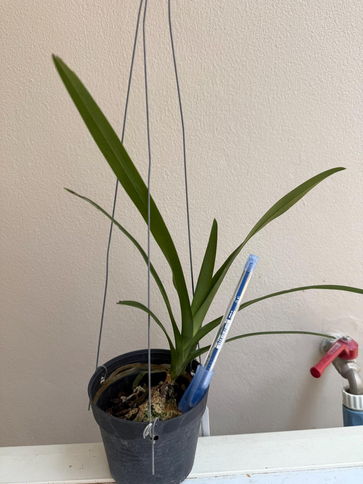 Dimorphorchis lowii Orchid collection 1 plant  ディモルフォルキス　ロウィ