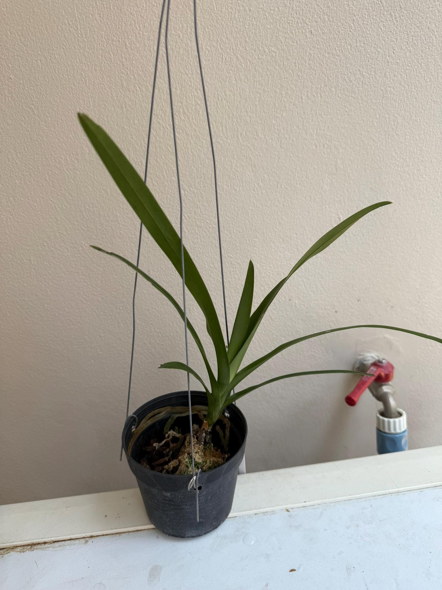 Dimorphorchis lowii Orchid collection 1 plant  ディモルフォルキス　ロウィ