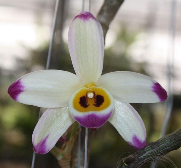Dendrobium wardianum