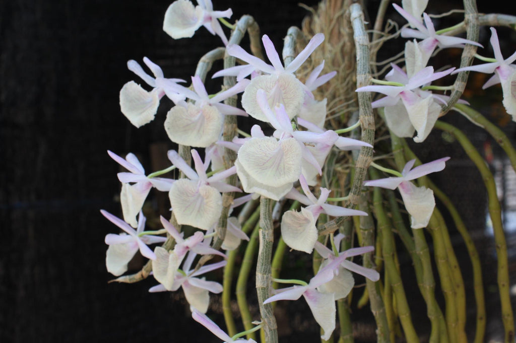 Dendrobium primulinum