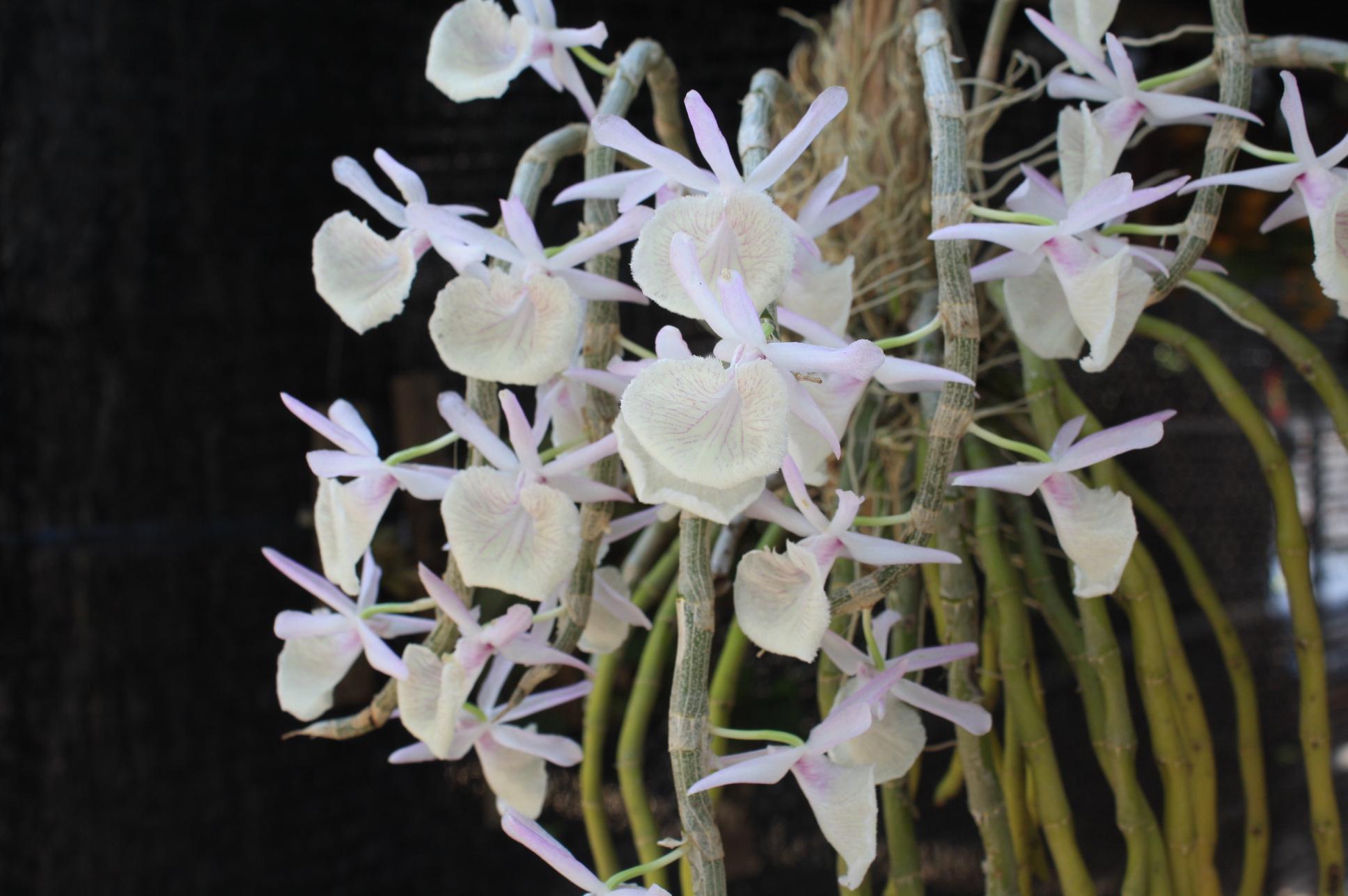 Dendrobium primulinum