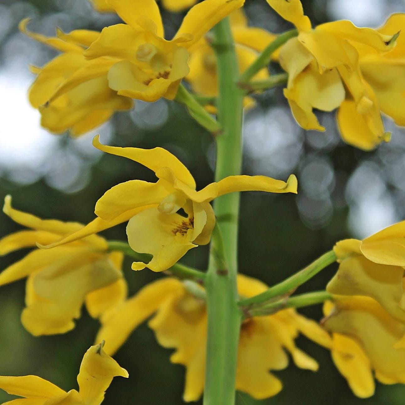 Eulophia flava (terrestial & Habenaria)