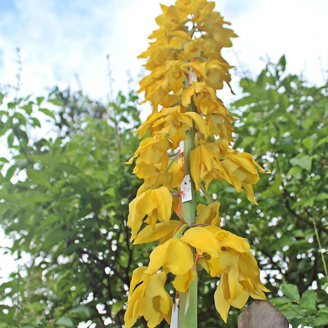 Eulophia flava (terrestial & Habenaria)