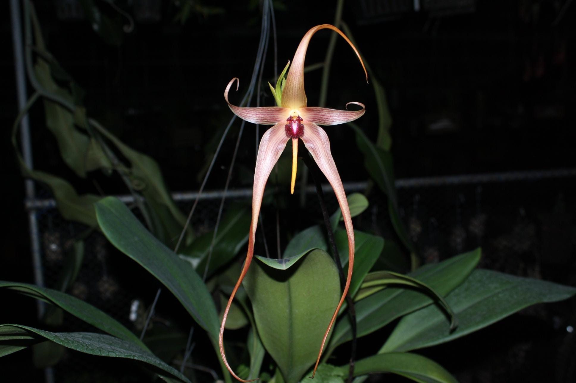 orchid Bulbophyllum echinolabium - PotPlantPetal Co.