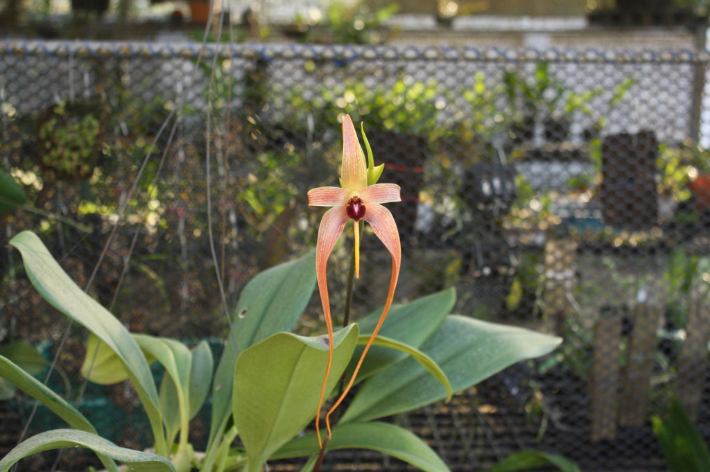 orchid Bulbophyllum echinolabium - PotPlantPetal Co.