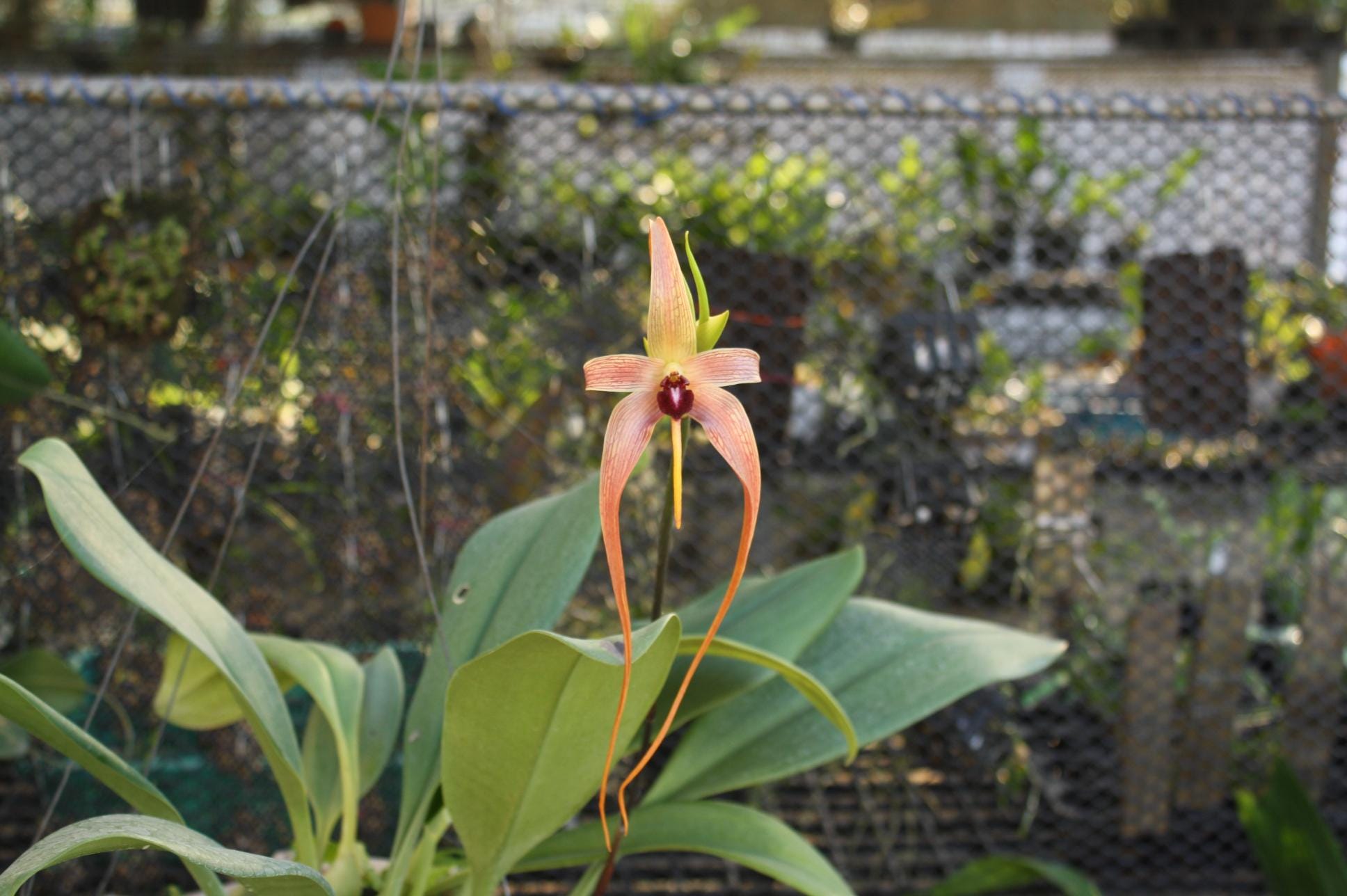 orchid Bulbophyllum echinolabium - PotPlantPetal Co.
