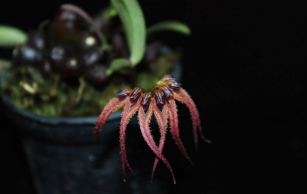 Bulbophyllum sphaericum Orchid - Bloom Size Plant