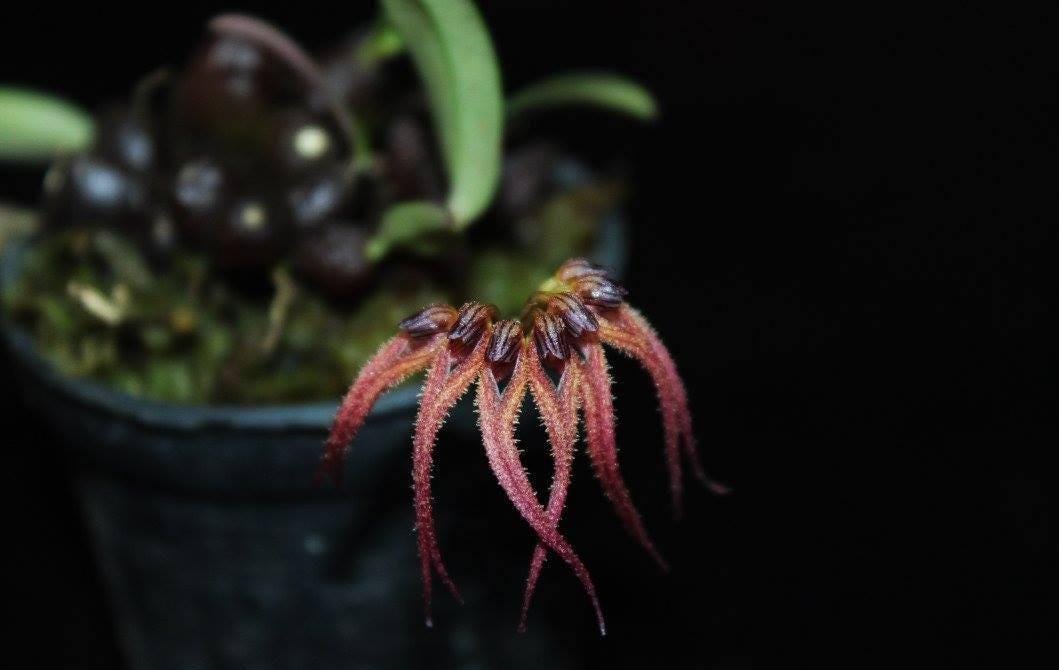 Bulbophyllum sphaericum Orchid - Bloom Size Plant