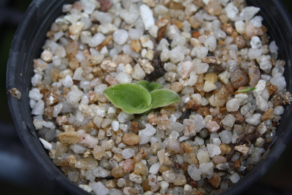 Pecteilis sagarikii Orchid Tuber - Tropical Terrestrial Plant Habenaria