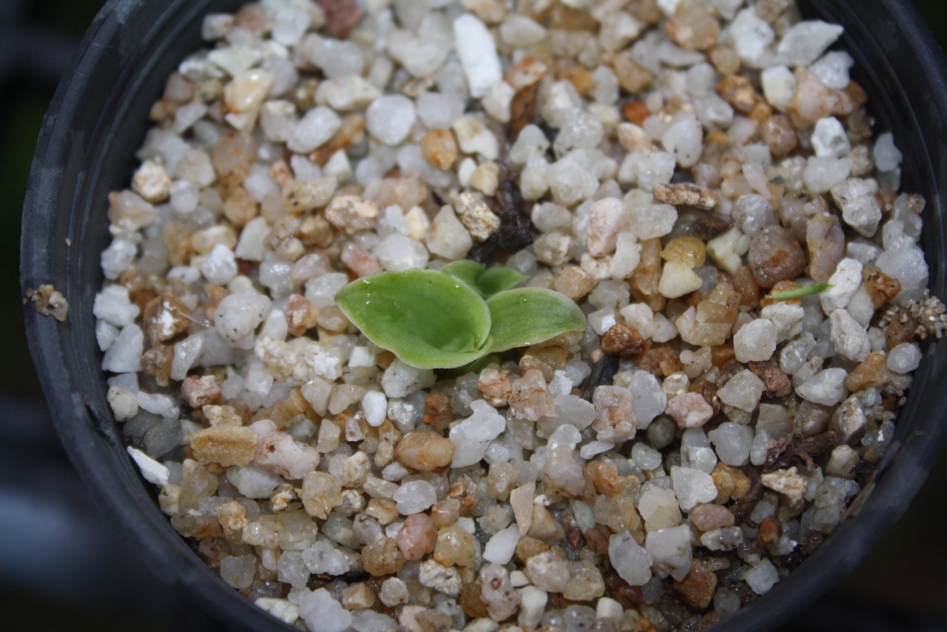 Pecteilis sagarikii Orchid Tuber - Tropical Terrestrial Plant Habenaria