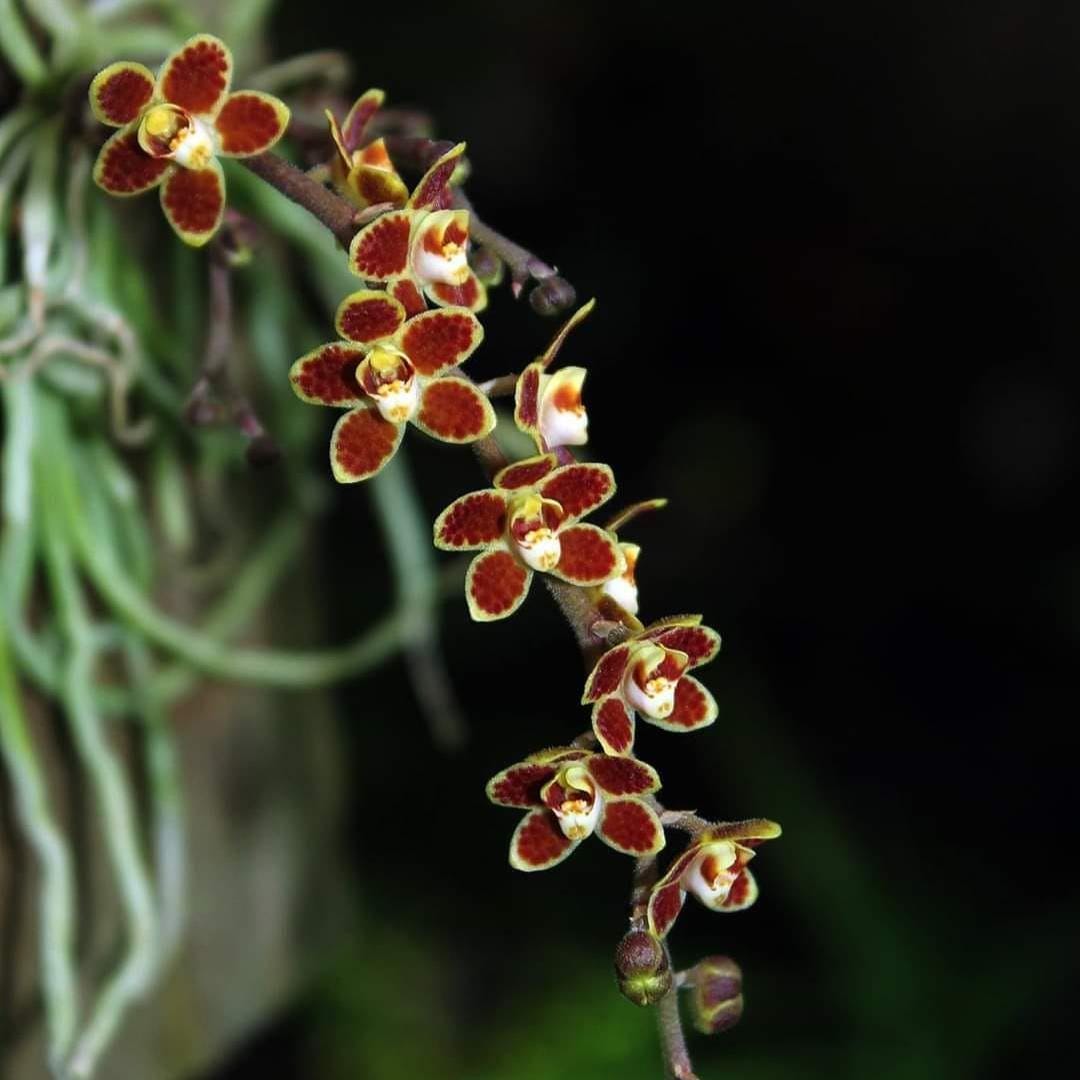 Chiloschista lunifera (fragrant)