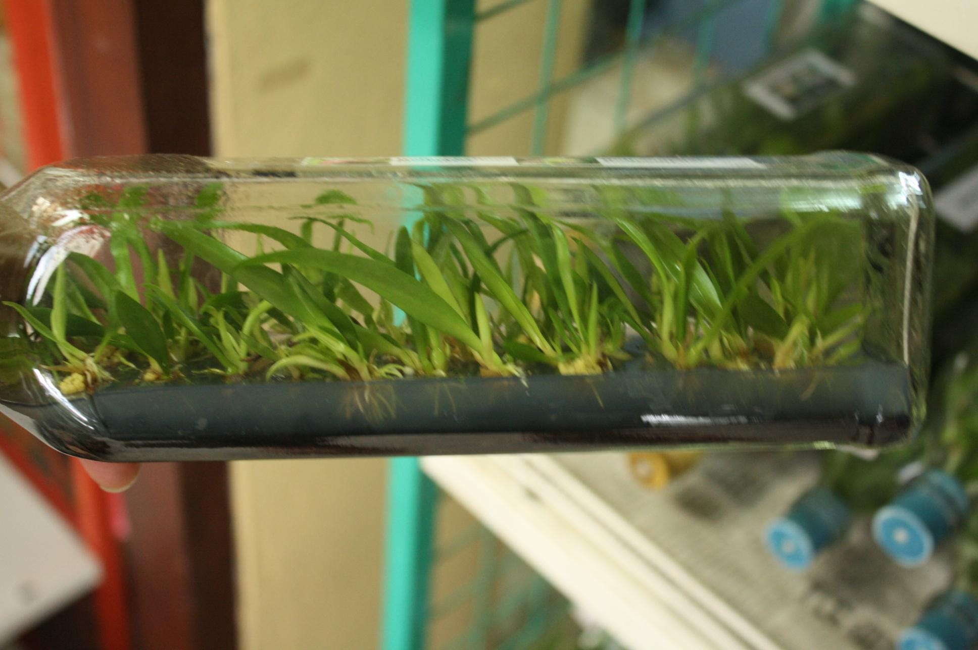 Bulbophyllum medusae - PotPlantPetal Co.