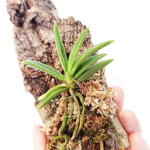 Pteroceras semiteretifolium Orchid Plant: Home Decor Collection Vanda