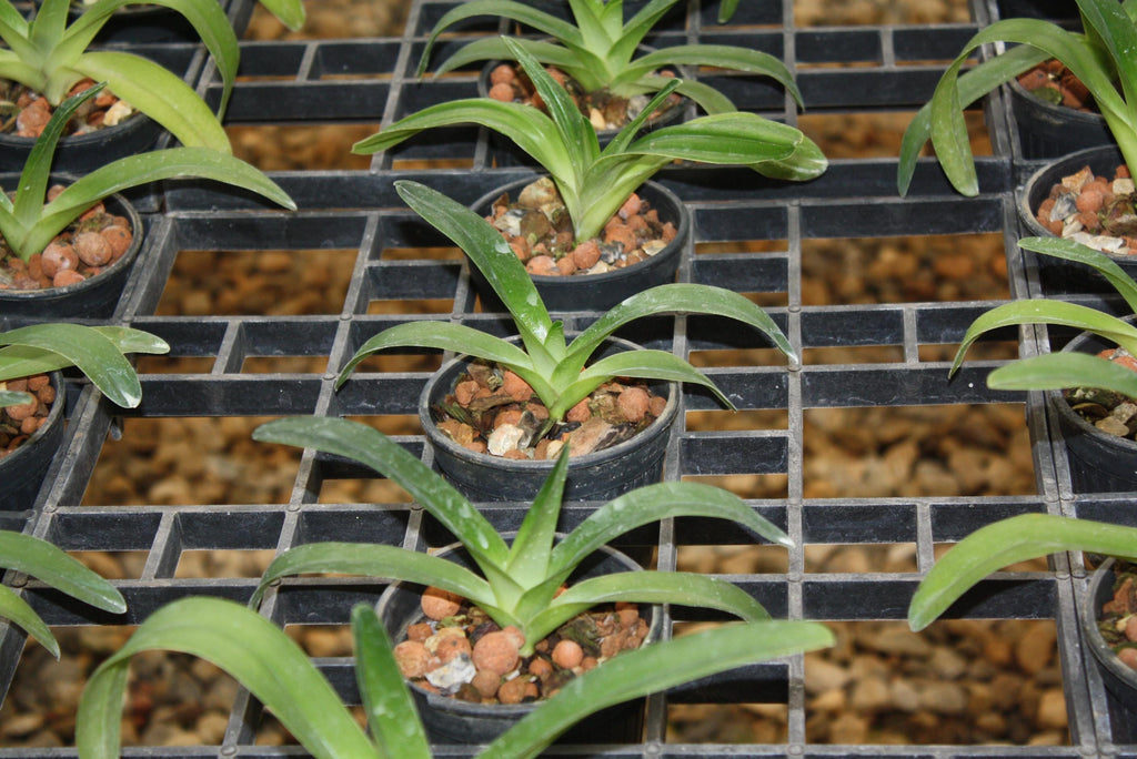 Orchid Paph rothschildianum 1 plant orchid collection for home garden collector