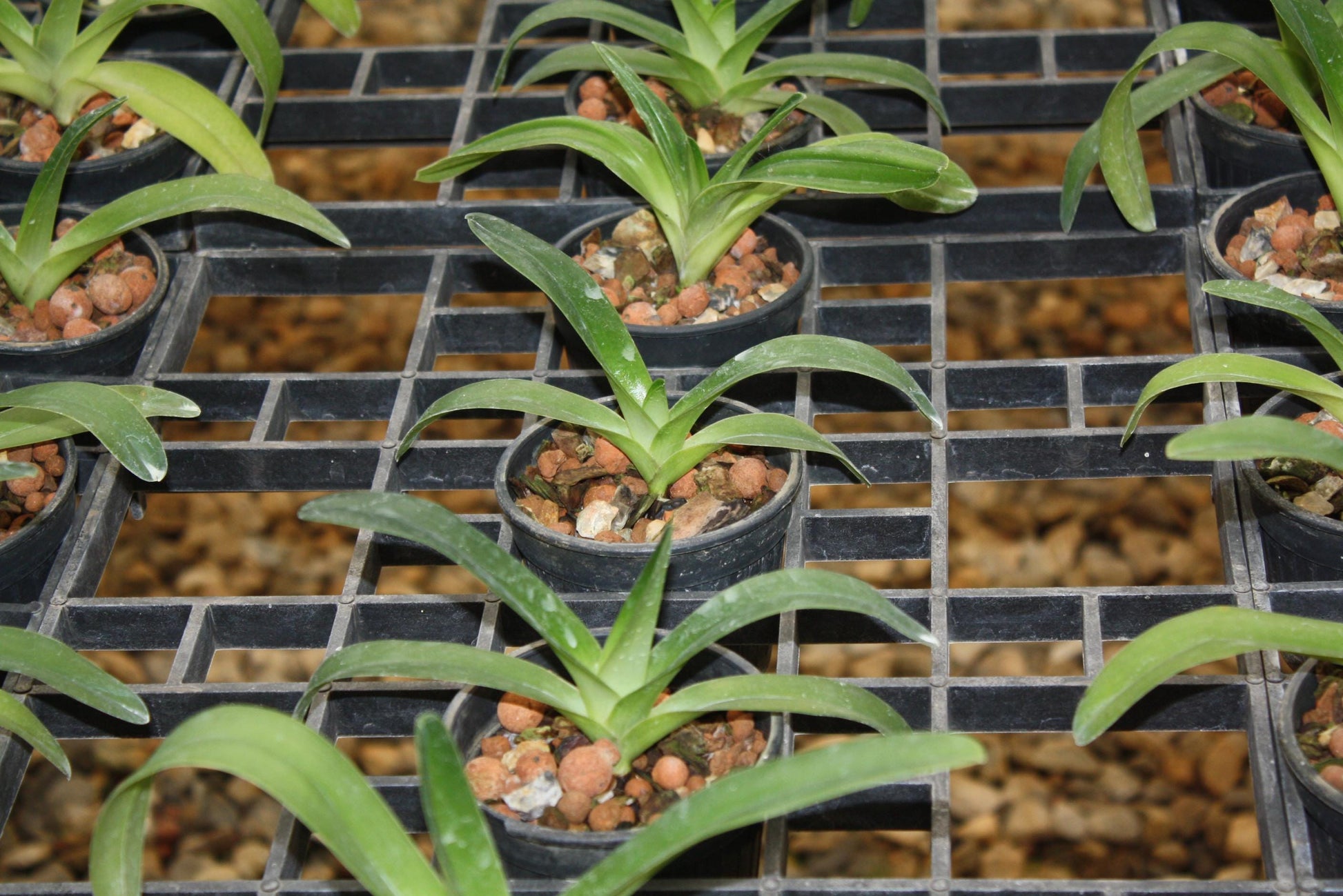 Orchid Paph rothschildianum 1 plant orchid collection for home garden collector