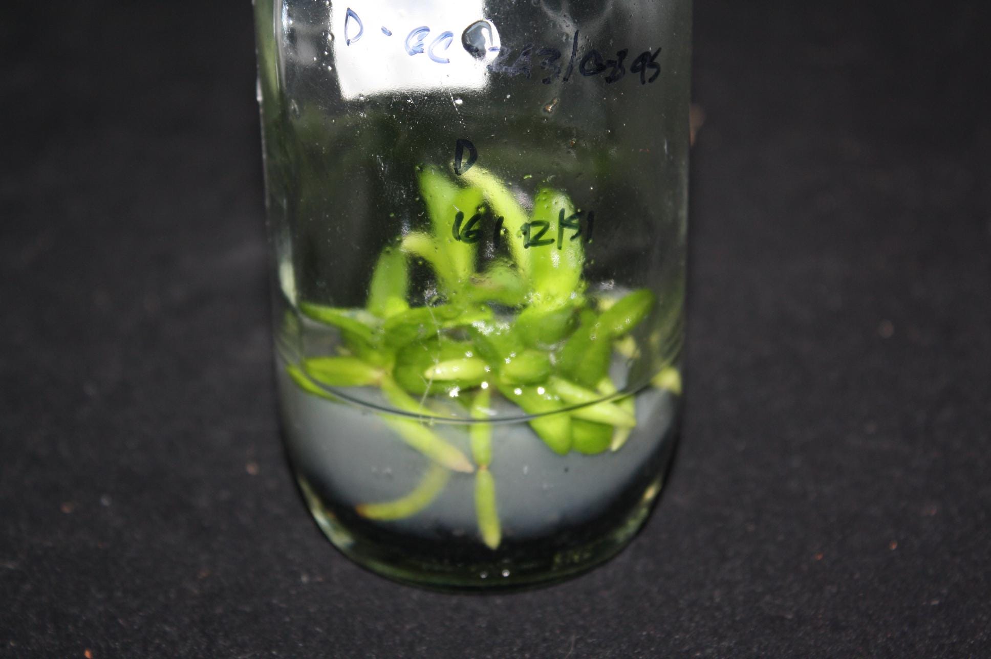 Schoenorchis fragrans - PotPlantPetal Co.