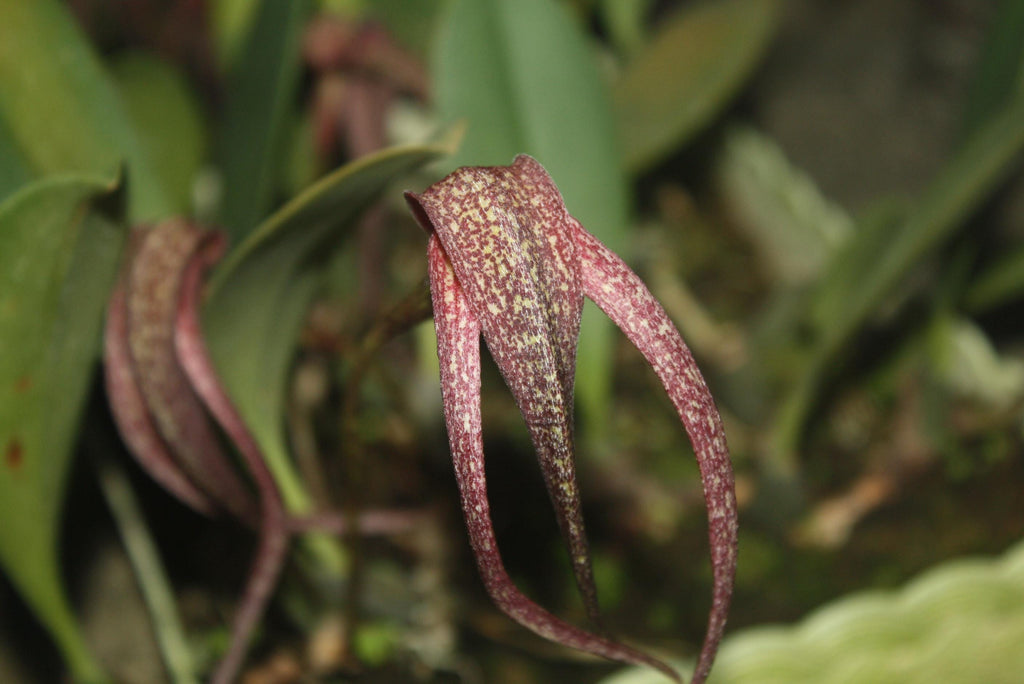 Bulbophyllum Orchid Plant (grandiflorum x longisepalum) - 2" Pot