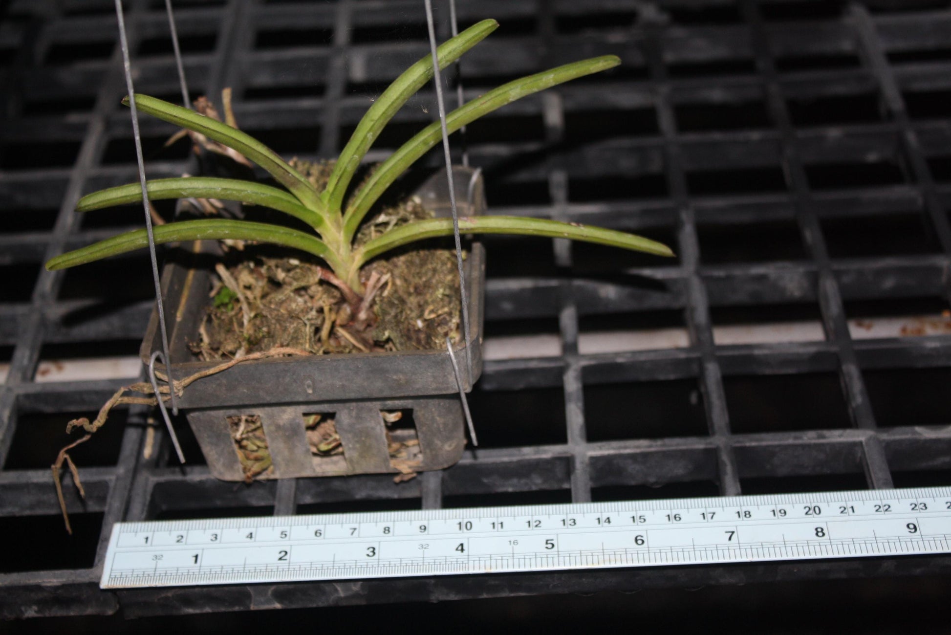Orchid Aerides krabiense 1 plant orchid collection