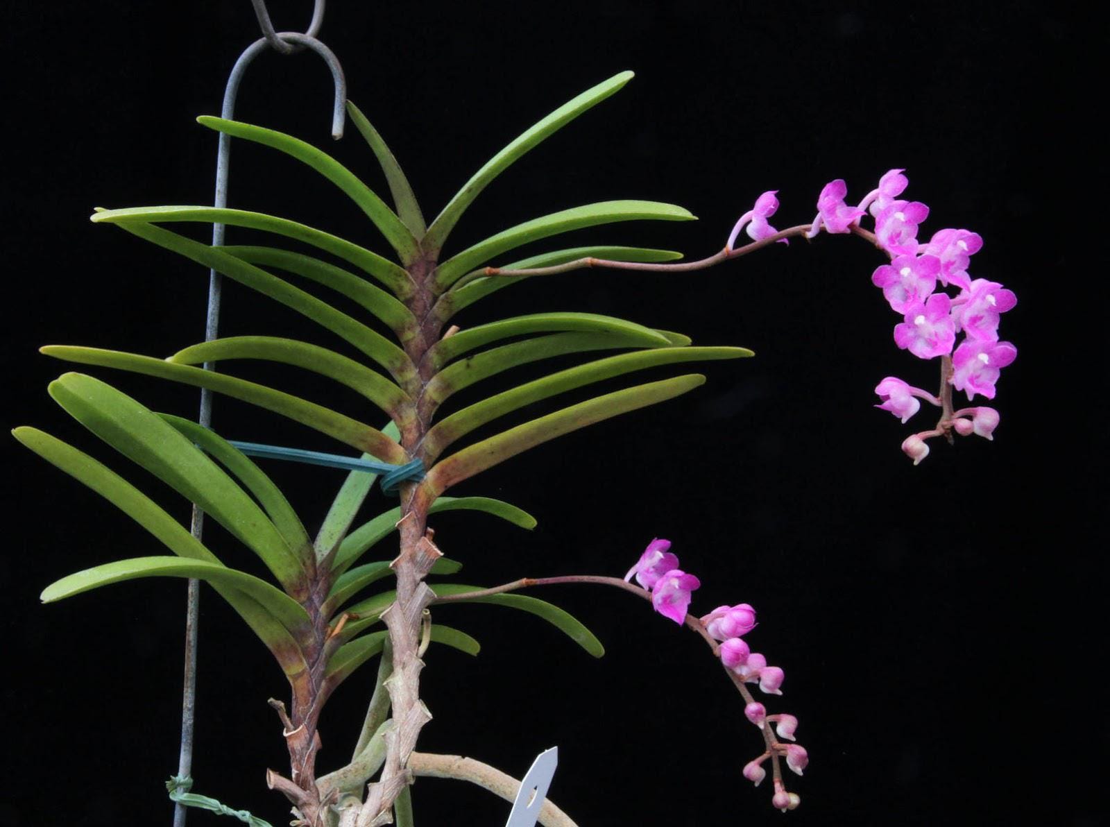 Orchid Aerides krabiense 1 plant orchid collection