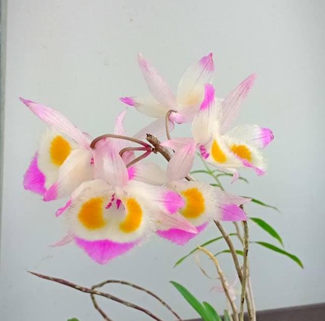 orchid Dendrobium devonianum