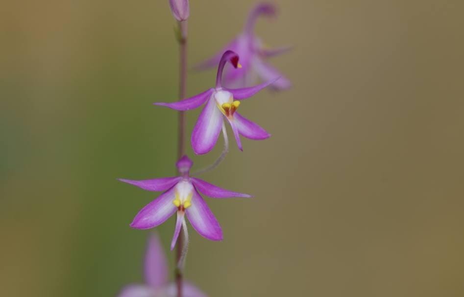 Spathoglottis hardingiana - PotPlantPetal Co.