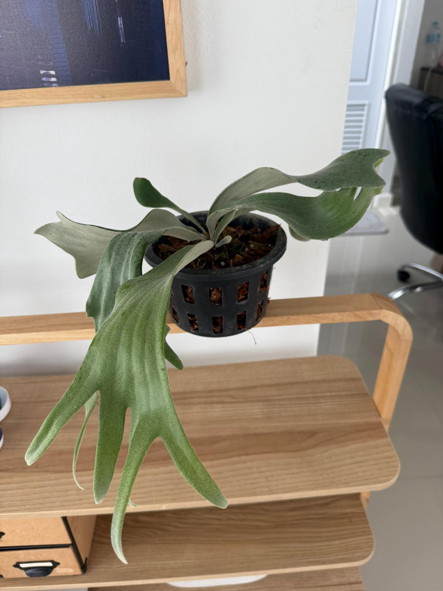 Platycerium Willinckii Celso tatsuta  Plant Staghorn Fern collection 1 plant