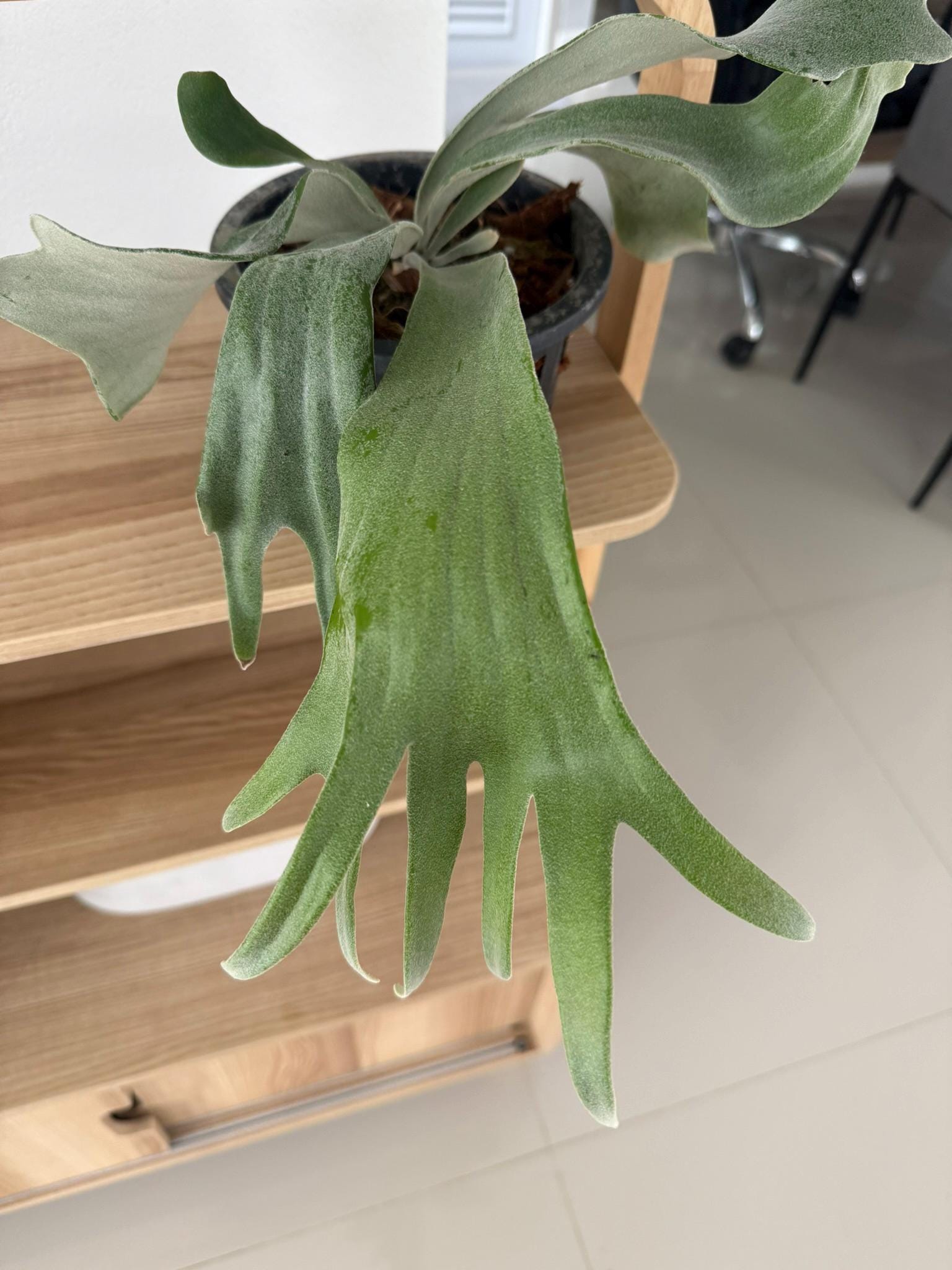 Platycerium Willinckii Celso tatsuta  Plant Staghorn Fern collection 1 plant