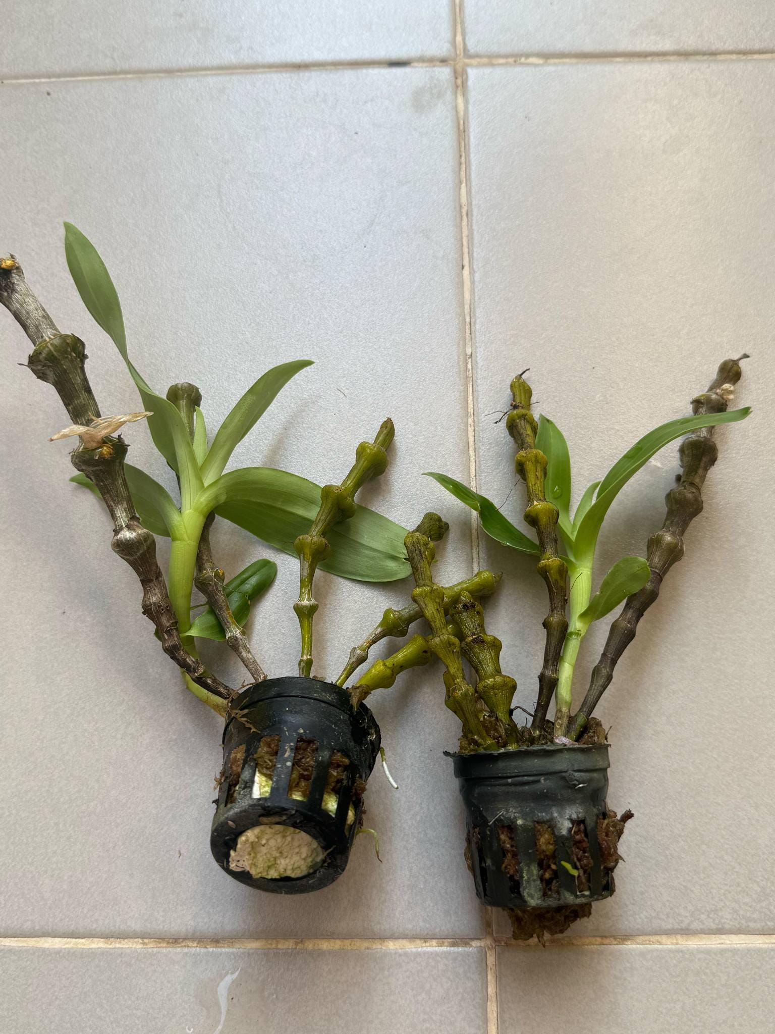 Dendrobium wardianum