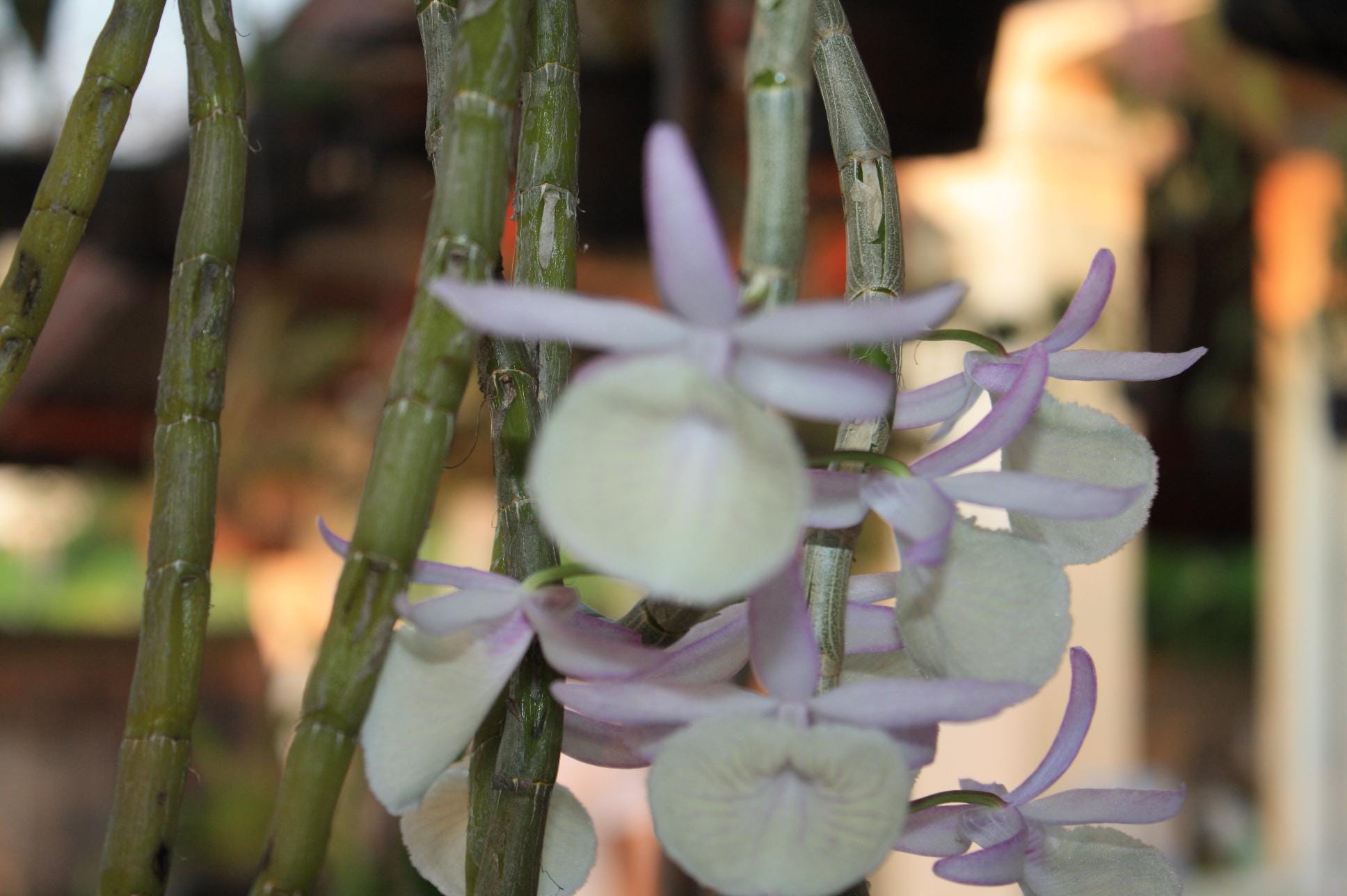 Dendrobium primulinum