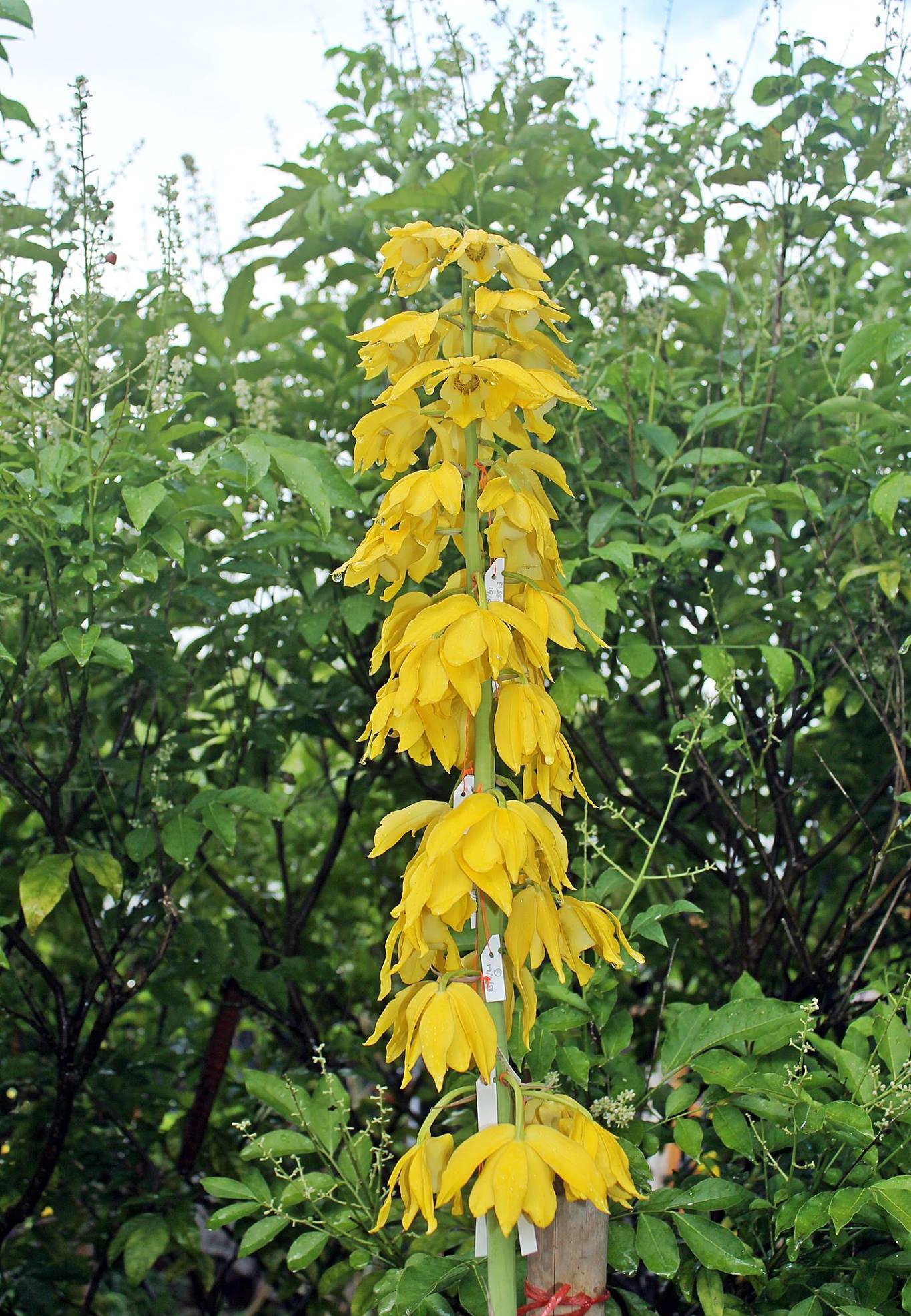 Eulophia flava (terrestial & Habenaria)
