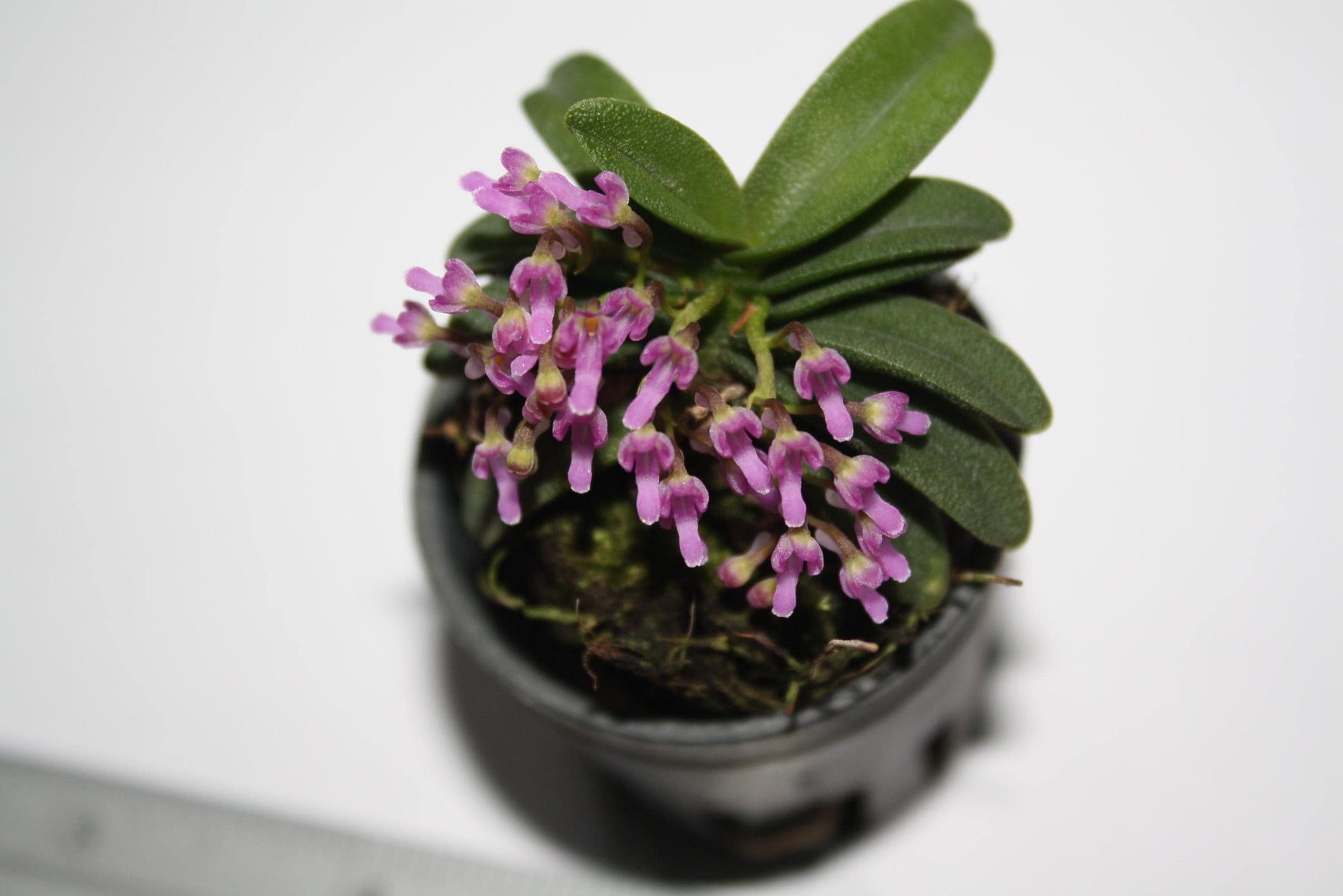 Schoenorchis fragrans - PotPlantPetal Co.