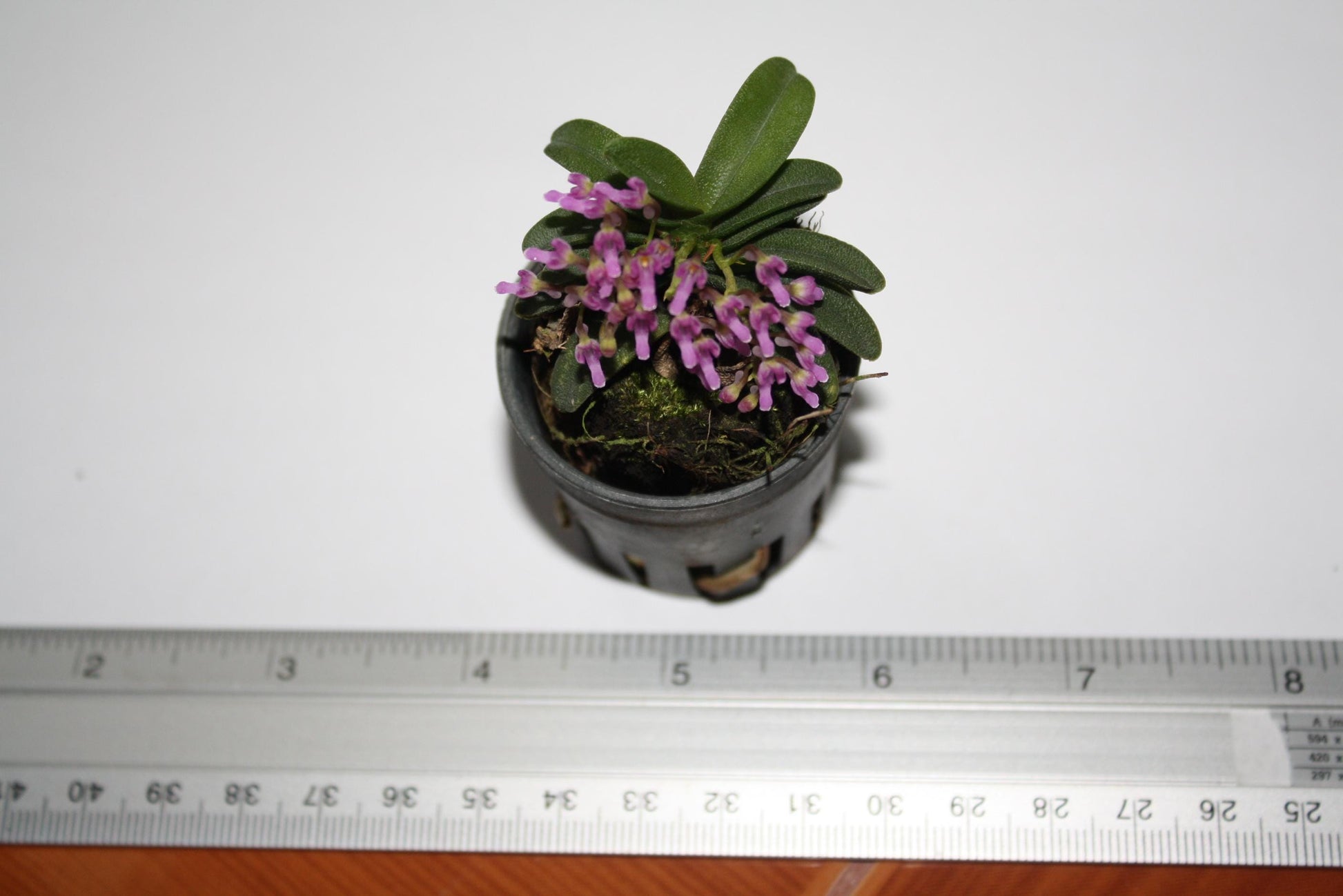 Schoenorchis fragrans - PotPlantPetal Co.