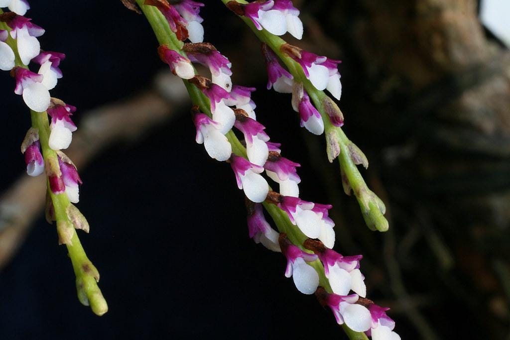 Schoenorchis gemmata