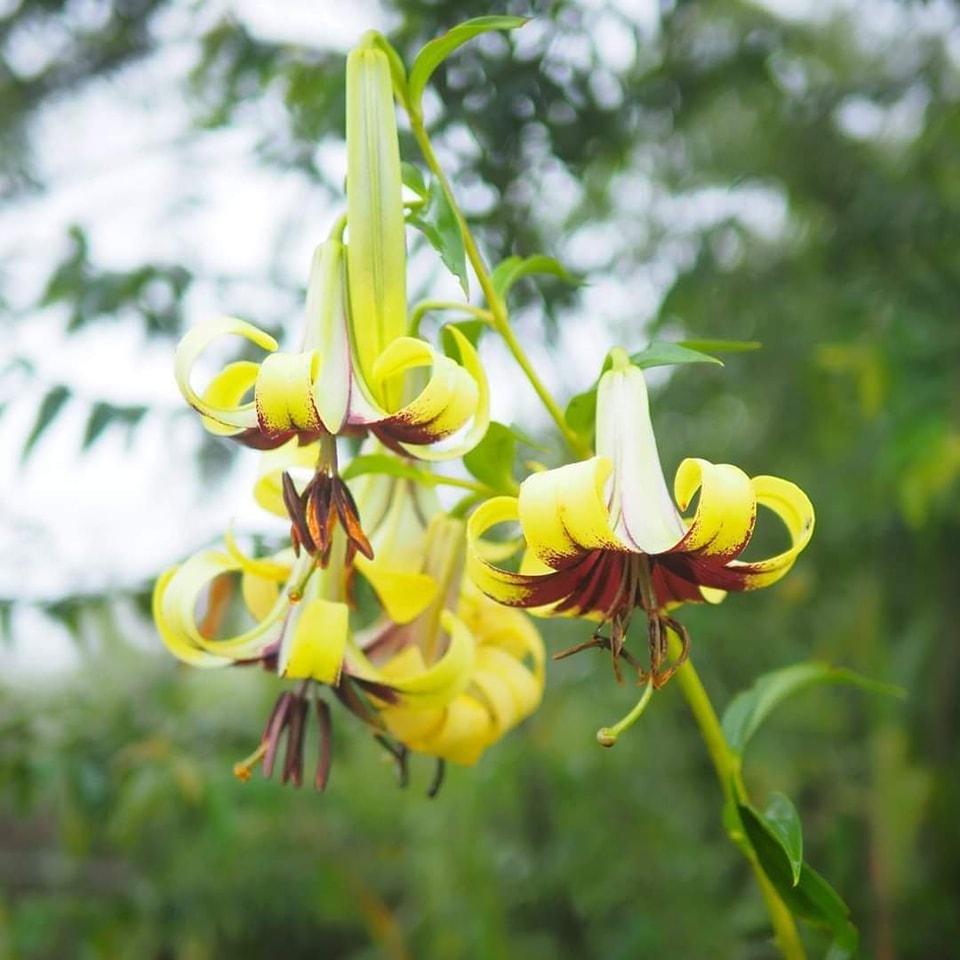 Lilium primulinum var. burmanica