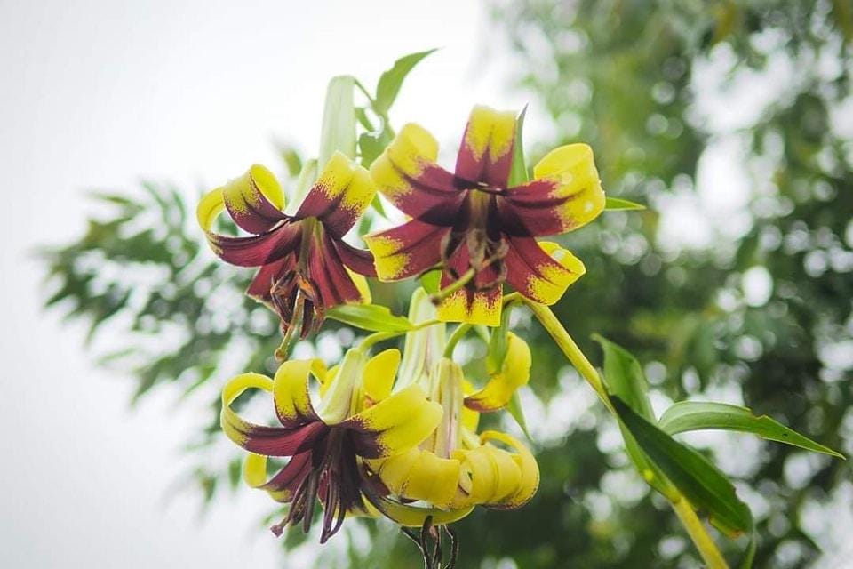 Lilium primulinum var. burmanica