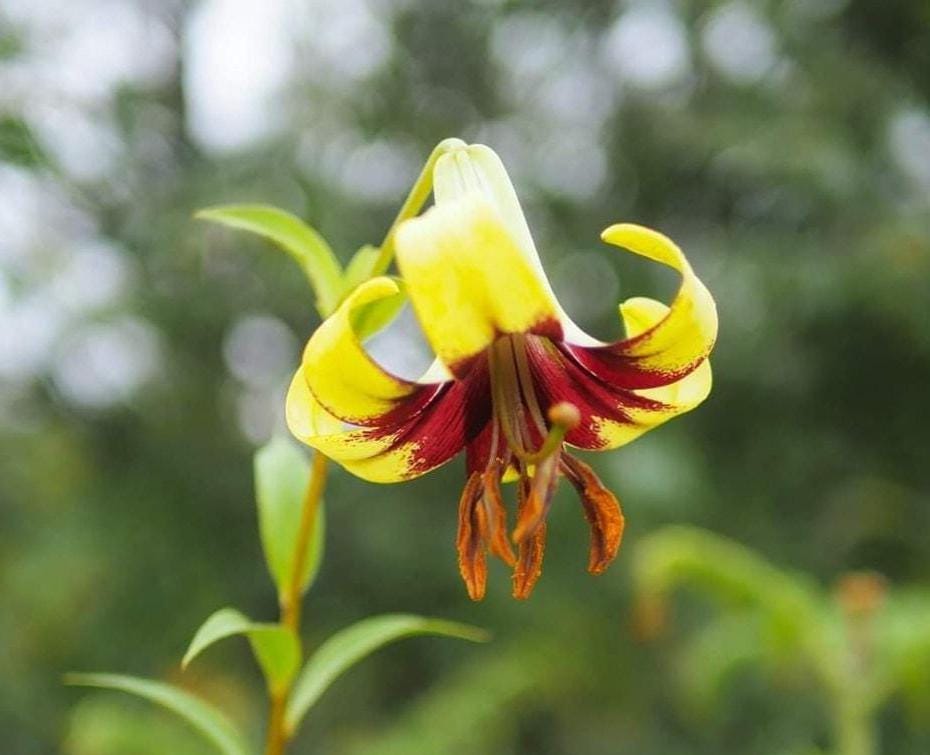 Lilium primulinum var. burmanica