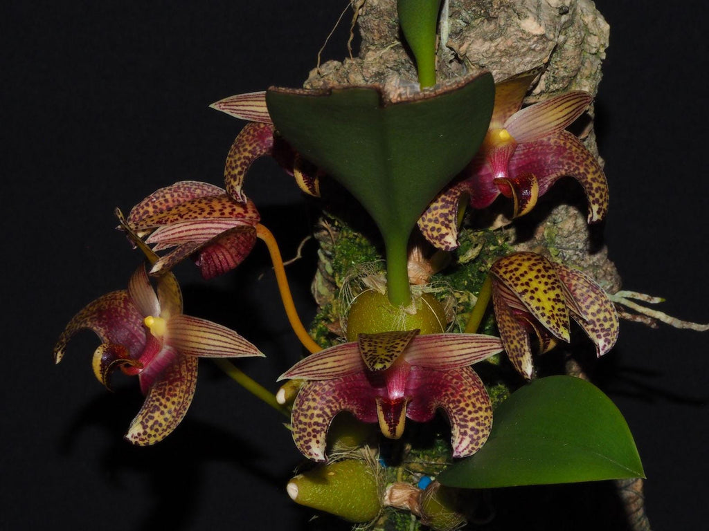 Bulbophyllum lobbii subsp. breviflorum - PotPlantPetal Co.