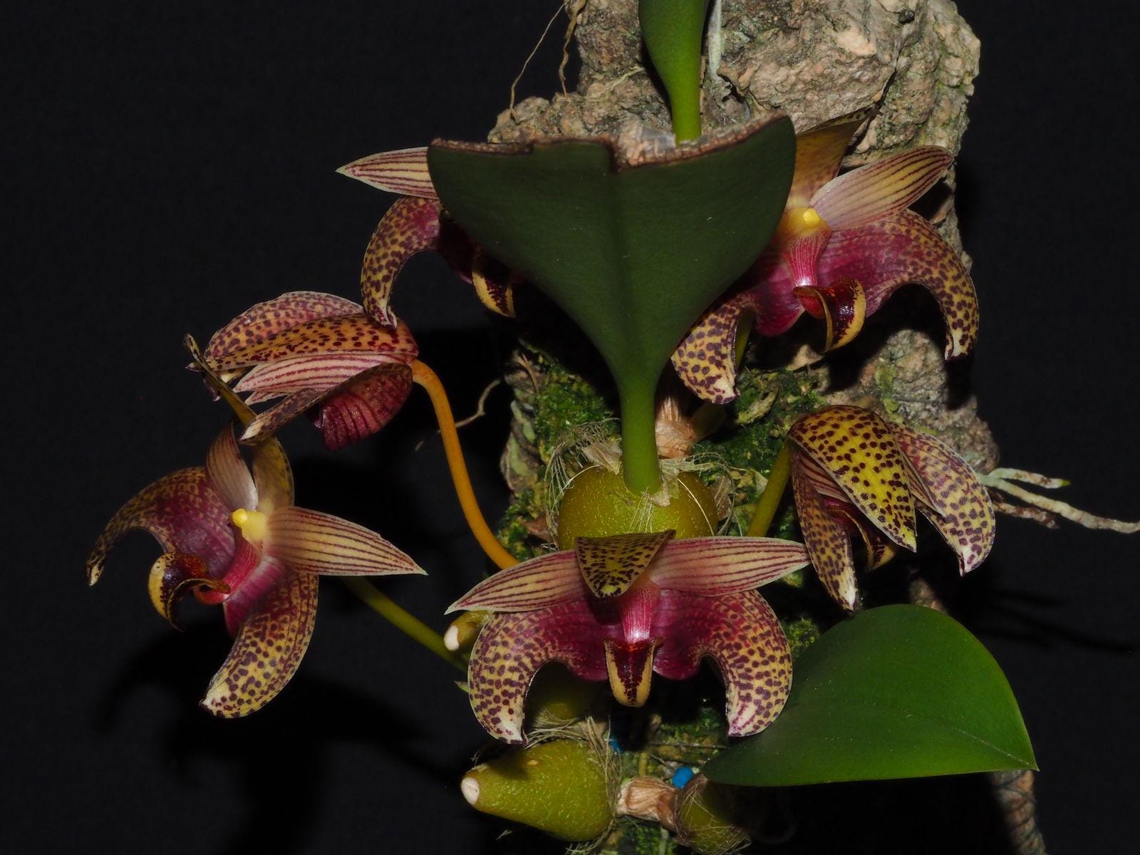Bulbophyllum lobbii subsp. breviflorum - PotPlantPetal Co.