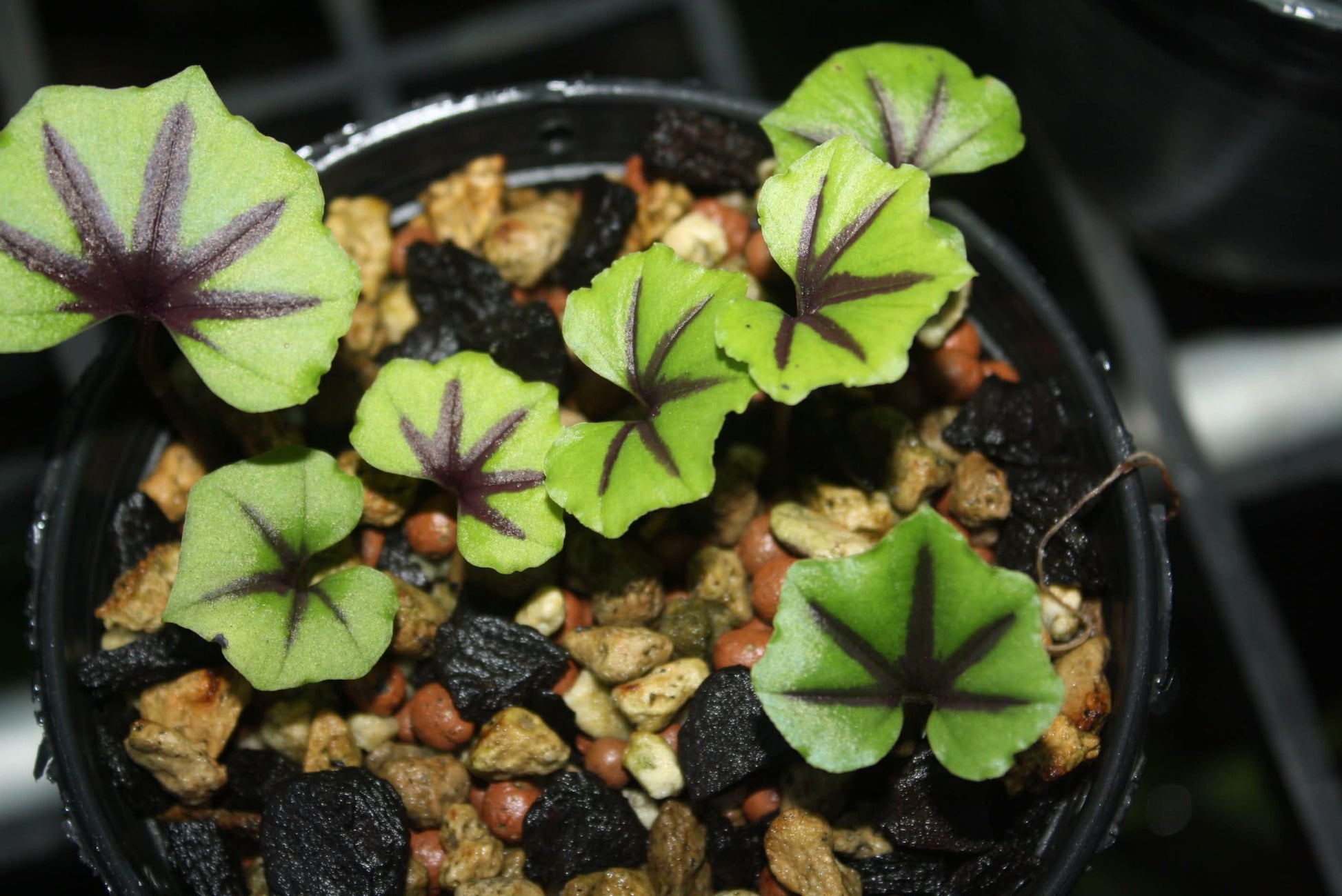 Nervilia infundibulifolia Orchid Bulbs: Jewel Orchid Habenaria